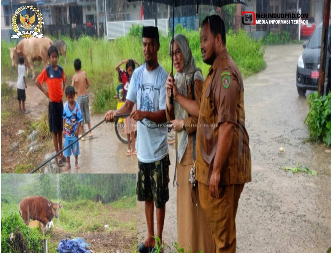 DPRD Maluku Salurkan Hewan Kurban untuk Warga Batu Merah